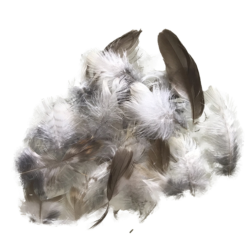 (image for) Laughing Kookaburra Plumage Feathers