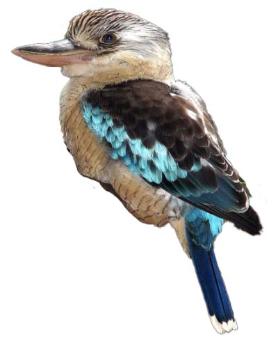 (image for) Kookaburra Blue Winged