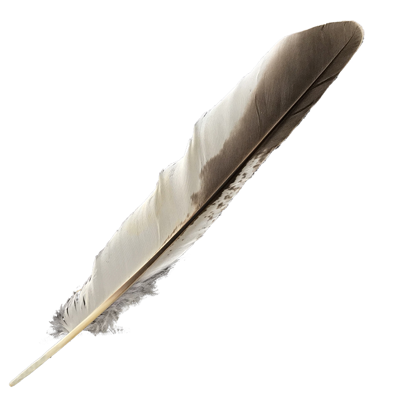 (image for) #372 Laughing Kookaburra Primary Wing Feather