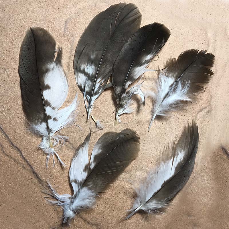(image for) No.53 Little Eagle Mix Feathers