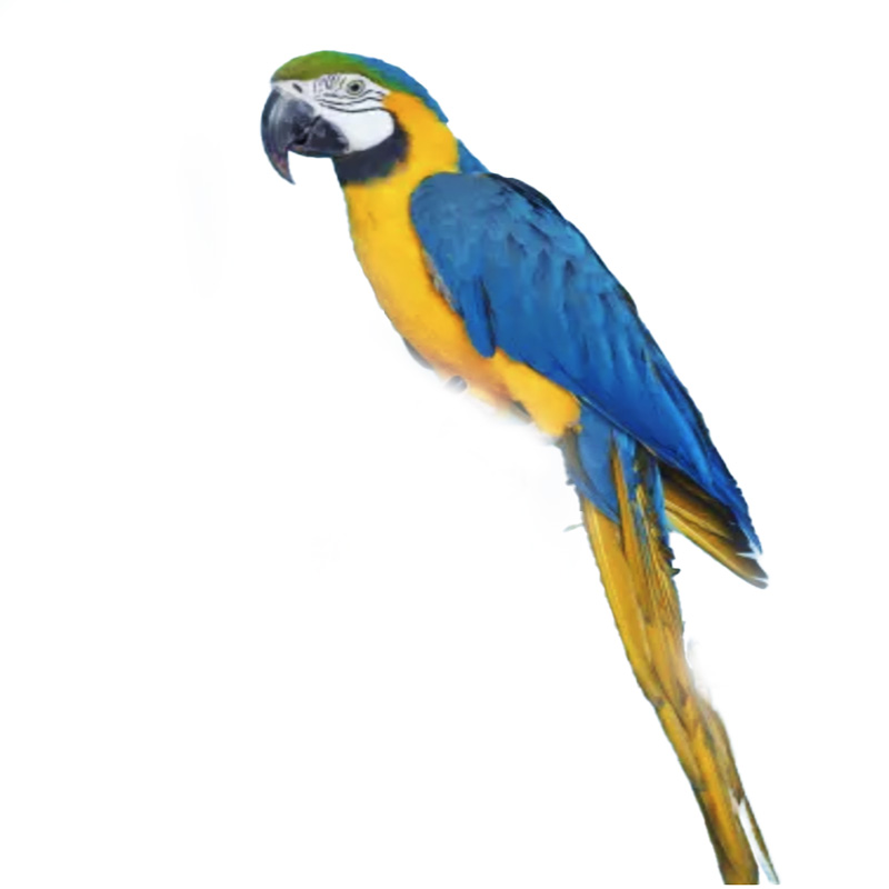 (image for) Macaw Blue-Yellow