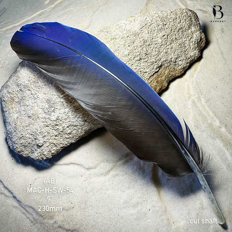 (image for) MAC-H-SW-54 Hyacinth Macaw Secondary Wing Feather