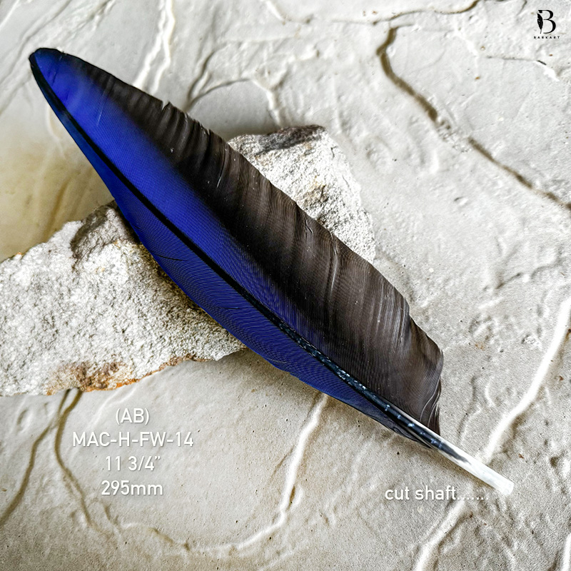 (image for) MAC-H-FW-14 Hyacinth Macaw Flight Wing Feather