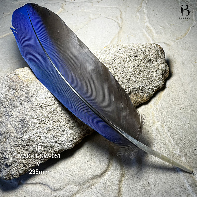 (image for) MAC-H-SW-051 Hyacinth Macaw Secondary Wing Feather