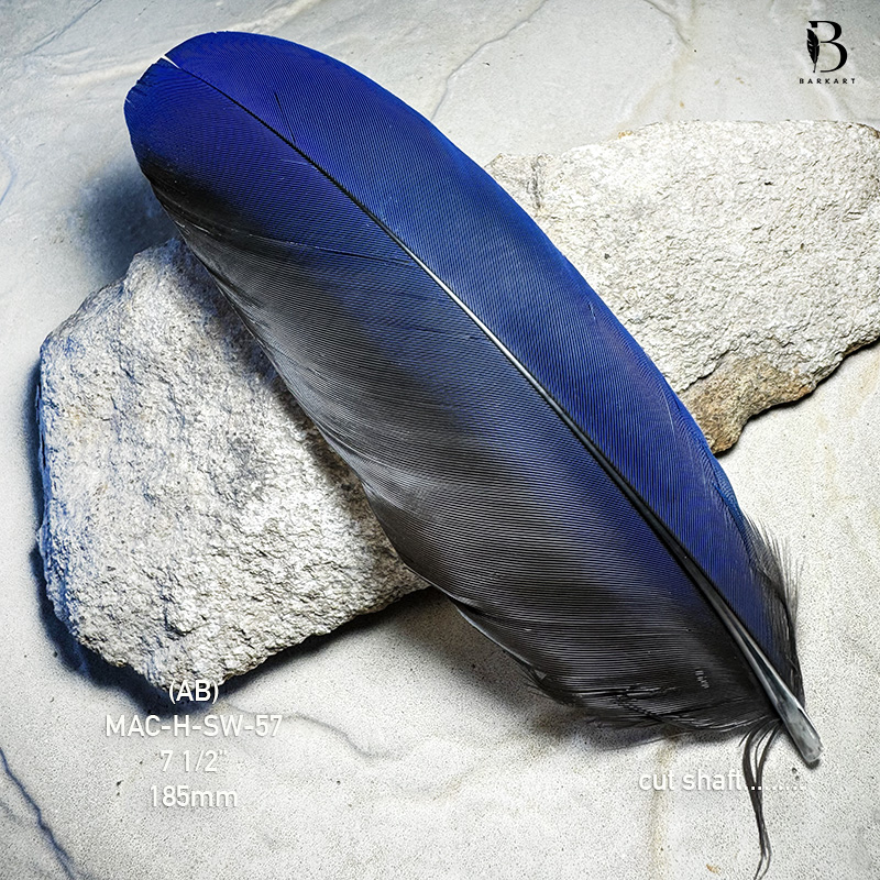 (image for) MAC-H-SW-57 Hyacinth Macaw Secondary Wing Feather