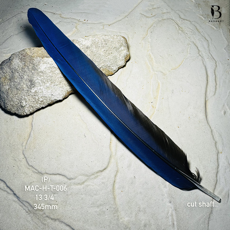 (image for) MAC-H-T-006 Hyacinth Macaw Tail Feather