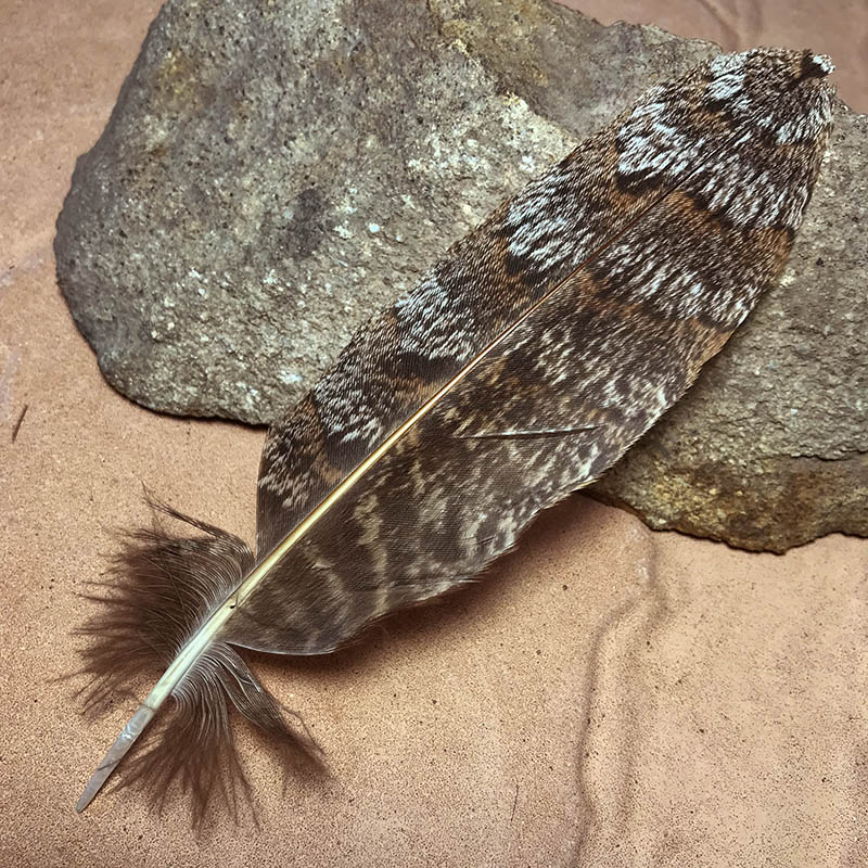 (image for) 160mm Marbled Frogmouth Shoulder Feather - MFS-203