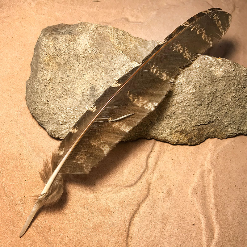 (image for) 235mm Marbled Frogmouth Flight Wing Feather MFW-204