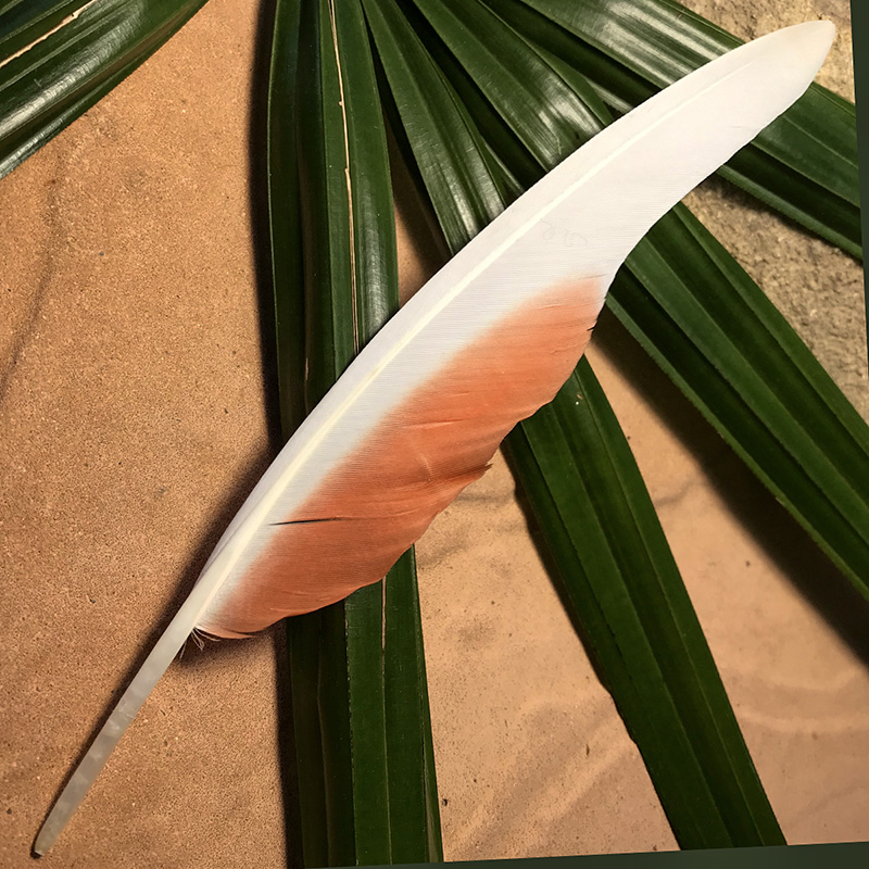 (image for) 205mm Major Mitchell Flight Wing Feather No 15