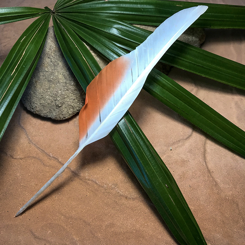 (image for) 230mm Major Mitchell Flight Wing Feather No 16