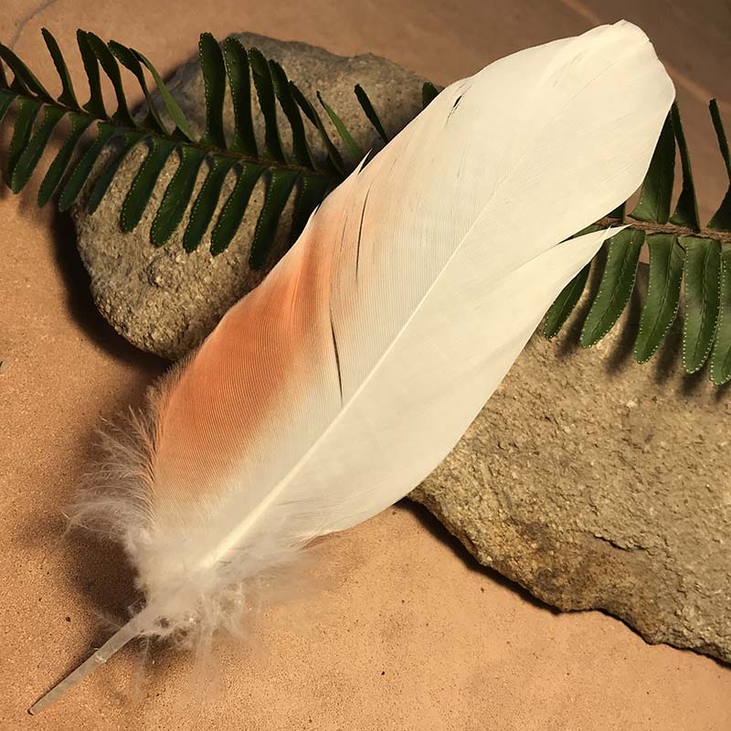 (image for) 170mm Major Mitchell Cockatoo Shoulder Feather No.17