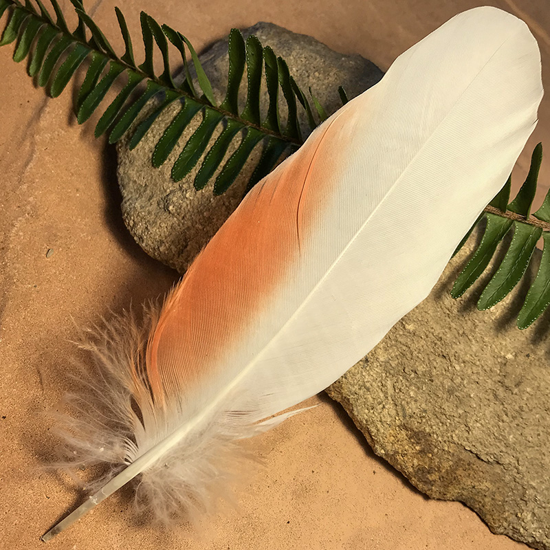 (image for) 175mm Major Mitchell Cockatoo Shoulder Feather No.18
