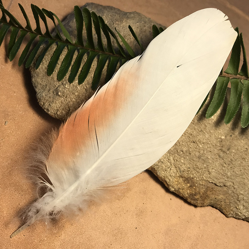 (image for) 160mm Major Mitchell Cockatoo Shoulder Feather No.19