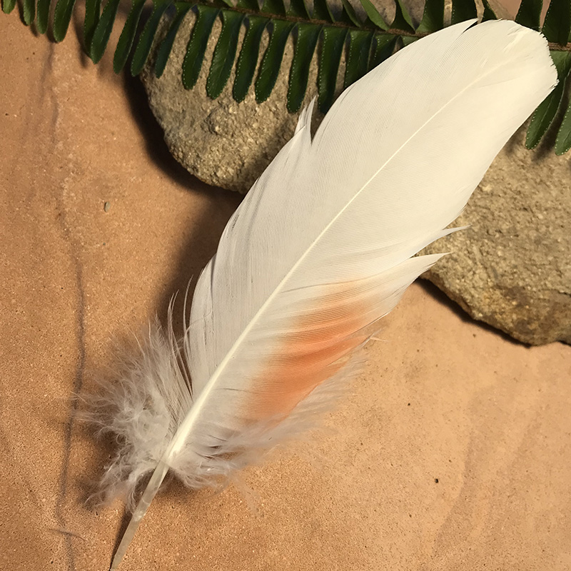 (image for) 160mm Major Mitchell Cockatoo Shoulder Feather No.20