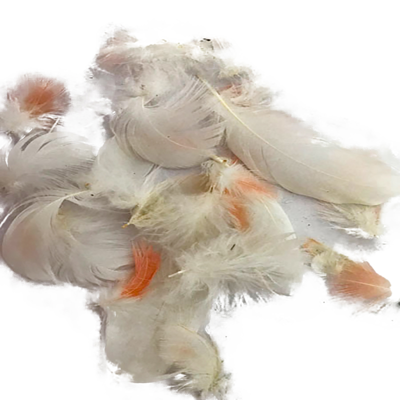 (image for) Major Mitchell Cockatoo Plumage Feathers