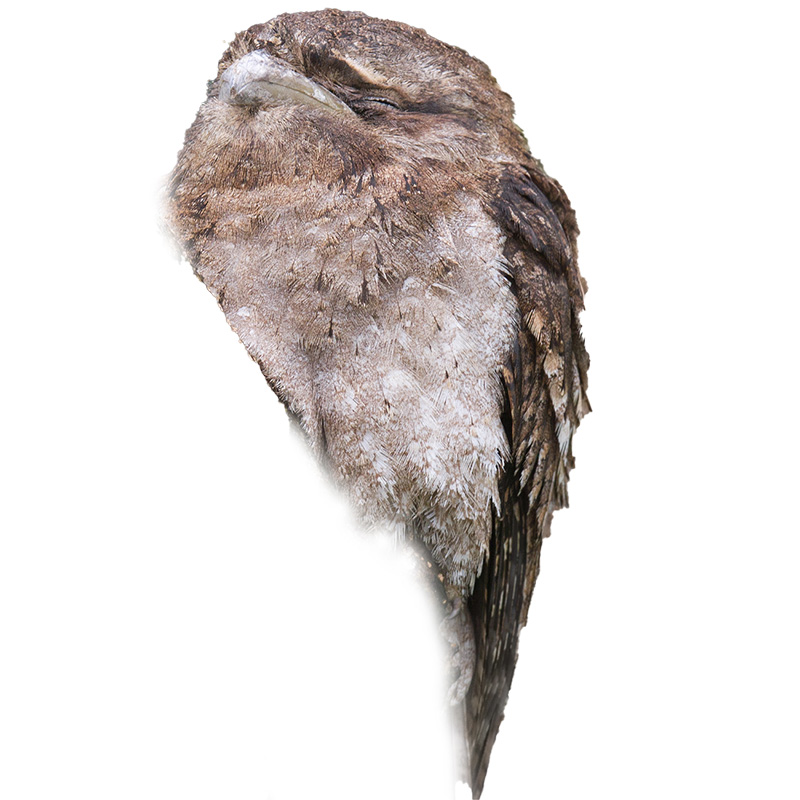 (image for) Papuan Frogmouth Wing Feathers