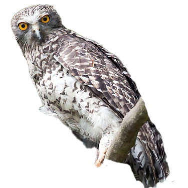 (image for) Powerful Owl