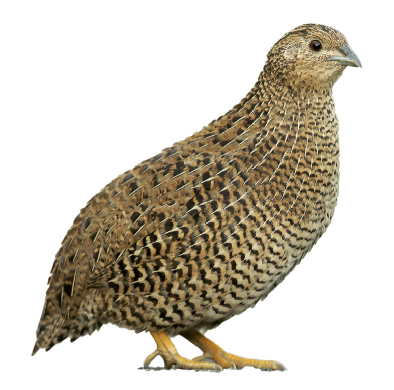 (image for) Quail Stubbed
