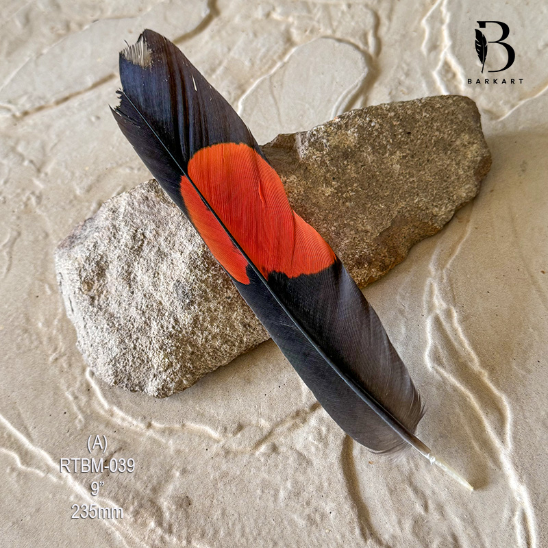 (image for) RTBM-039 Red Tailed Male Black Cockatoo Feather