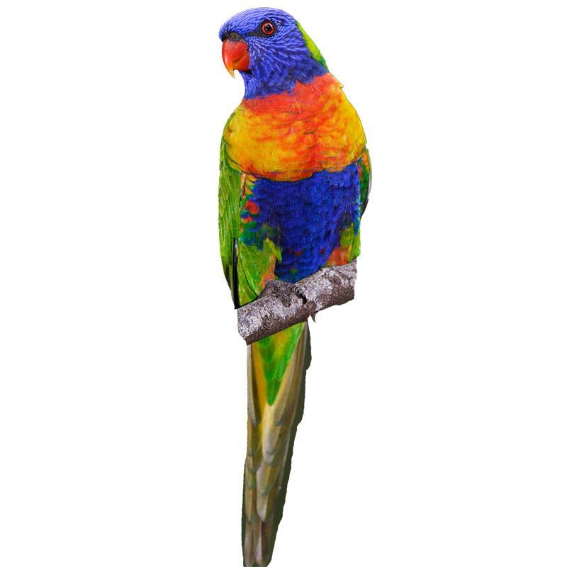 (image for) Rainbow Lorikeet Parakeet