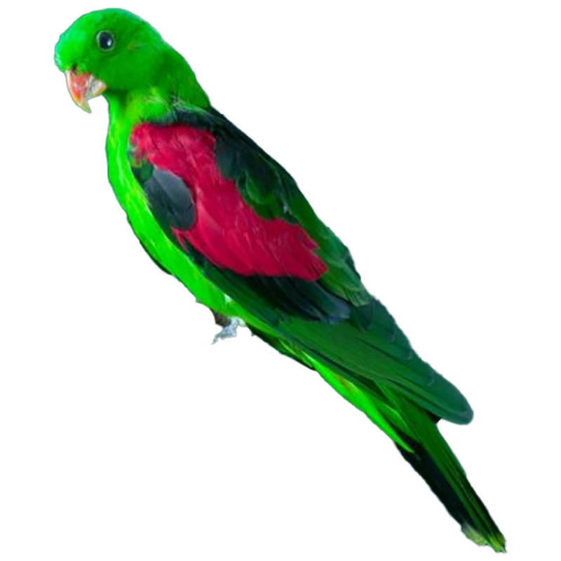 (image for) Red Winged Parrot