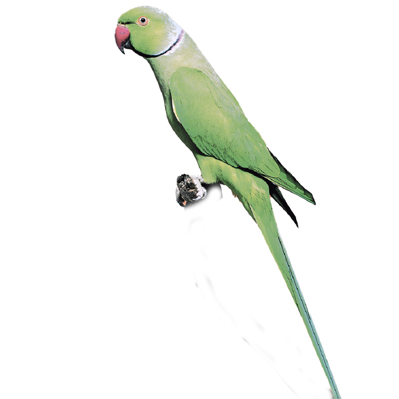 (image for) Indian Ringneck Parakeet