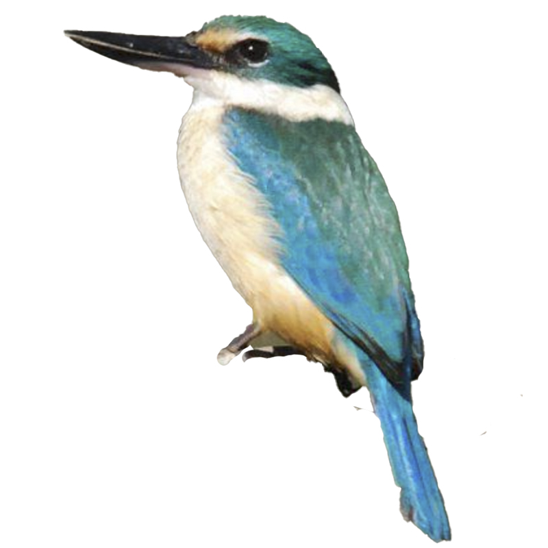 (image for) Kingfisher - Sacred