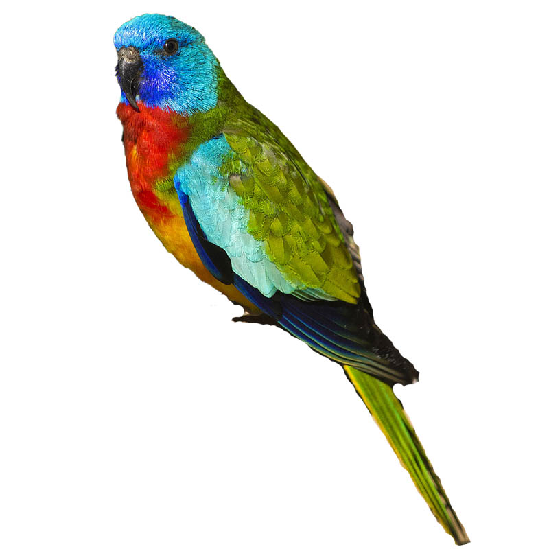 (image for) Scarlet Chested Parrot