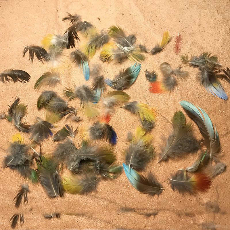 (image for) Scarlet Chested Parrot Plumage Feathers