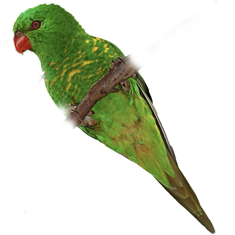 (image for) Scaly Breasted Lorikeet