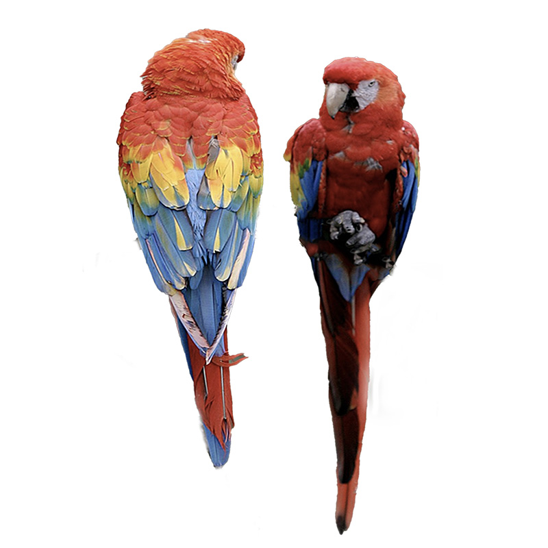 (image for) Macaw Scarlet