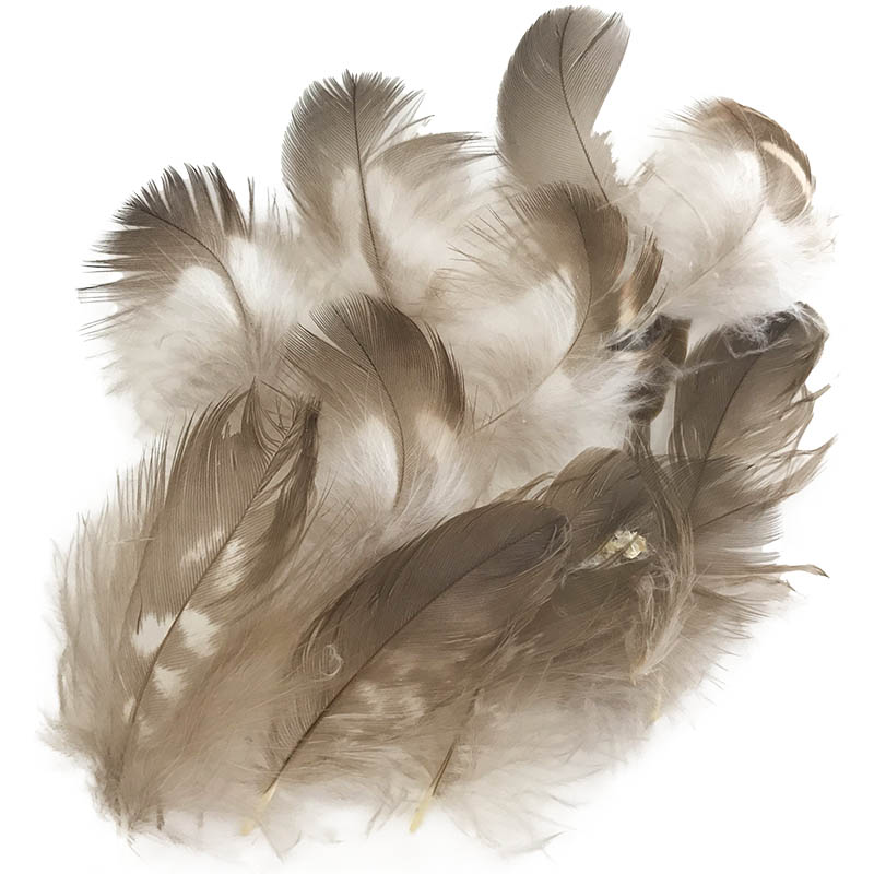 (image for) Collared Sparrow Hawk Plumage Feathers