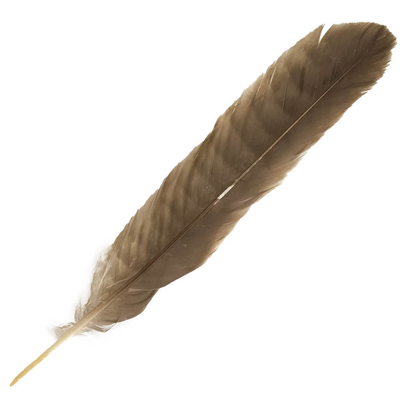 (image for) #8 Collared Sparrow Hawk Tail Feather