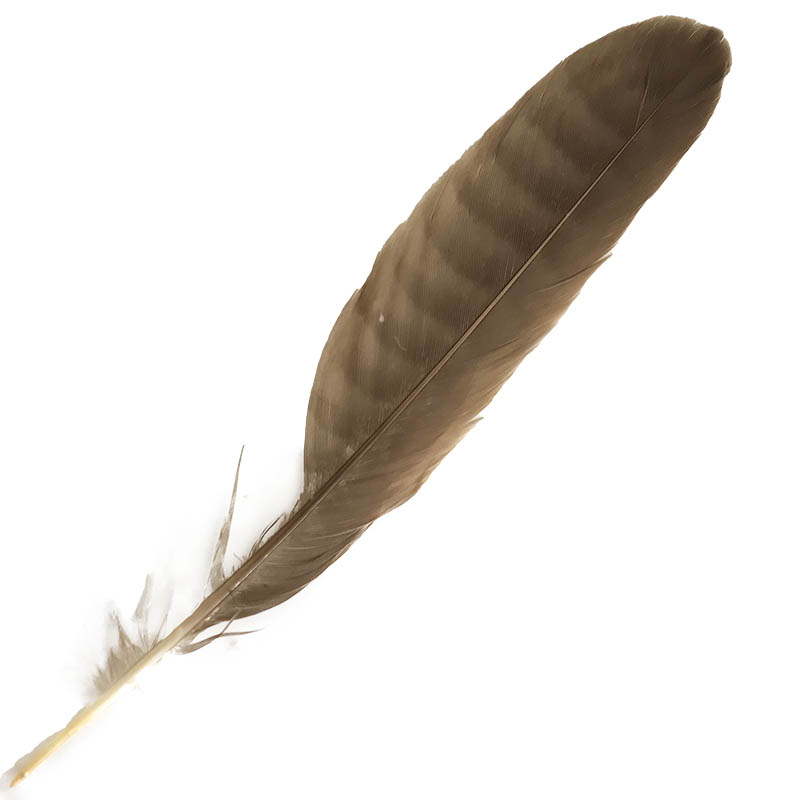 (image for) #9 Collared Sparrow Hawk Tail Feather