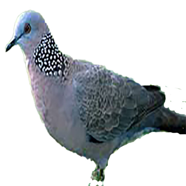 (image for) Spotted Dove