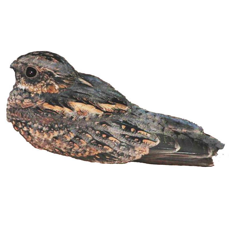 (image for) Spotted Nightjar