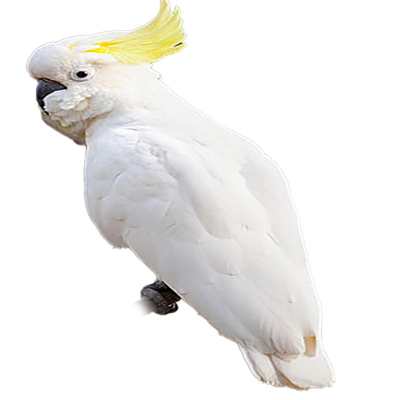 (image for) Sulphur Crested Cockatoo