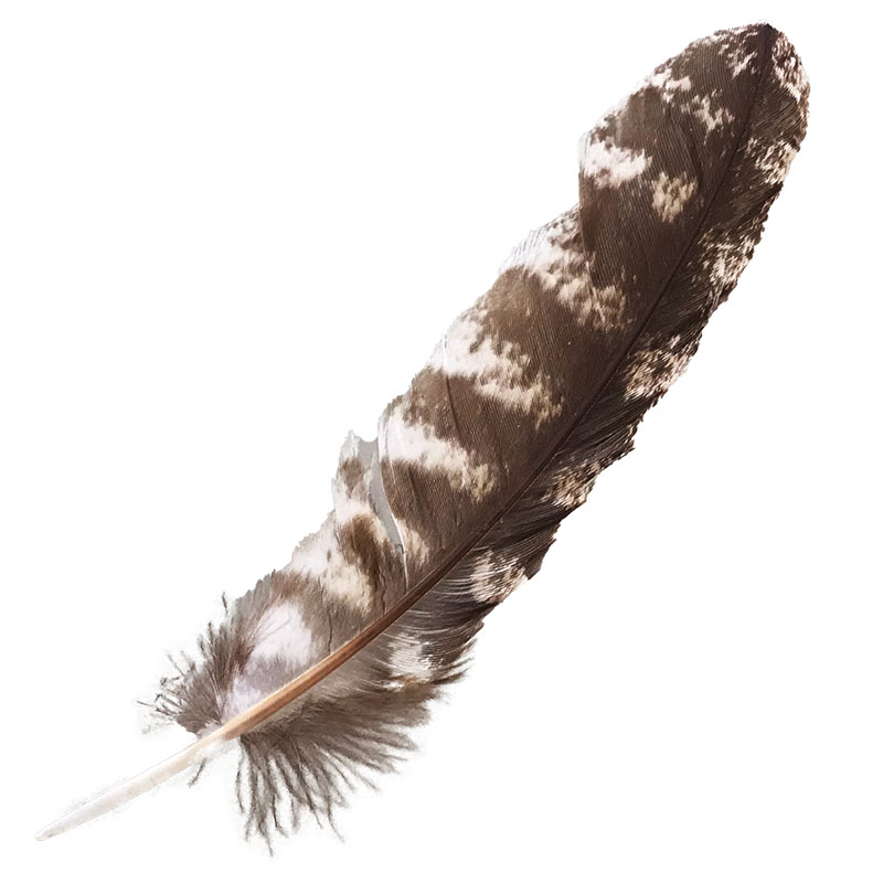 (image for) #329 Tawney Frogmouth Primary Wing Feather