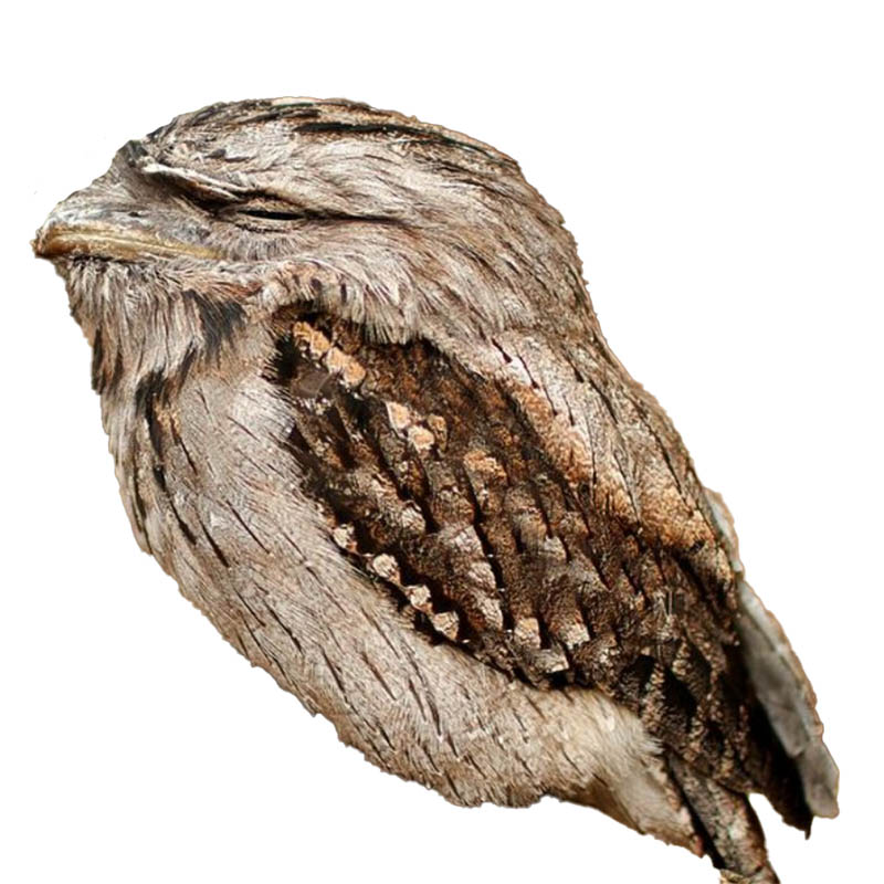 (image for) Tawney Frogmouth