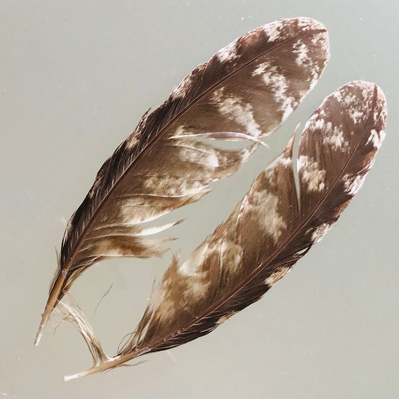 (image for) #231 Tawney Frogmouth Secondary Wing Feathers -Pair