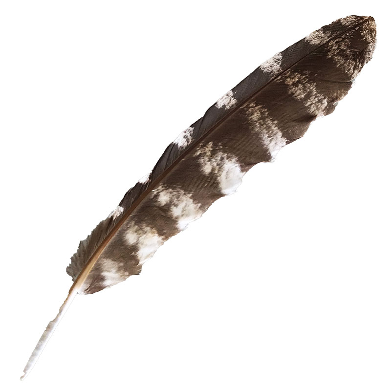 (image for) #305 Tawney Frogmouth Primary Wing Feather