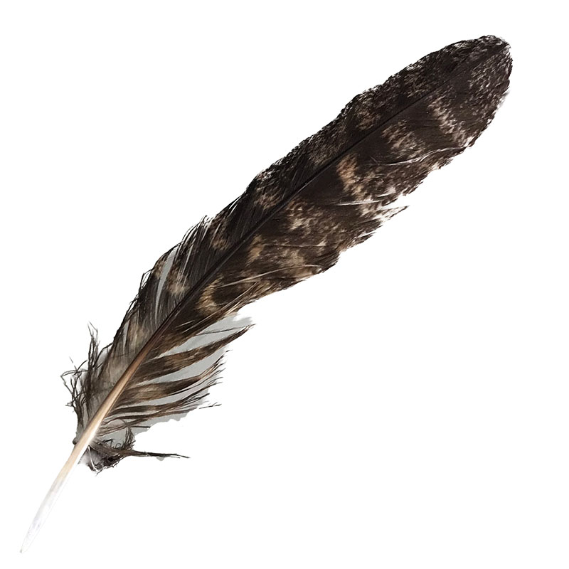 (image for) #313 Tawney Frogmouth Primary Wing Feather