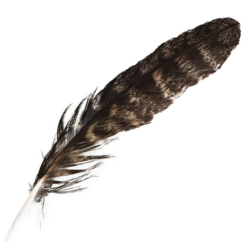 (image for) #314 Tawney Frogmouth Primary Wing Feather
