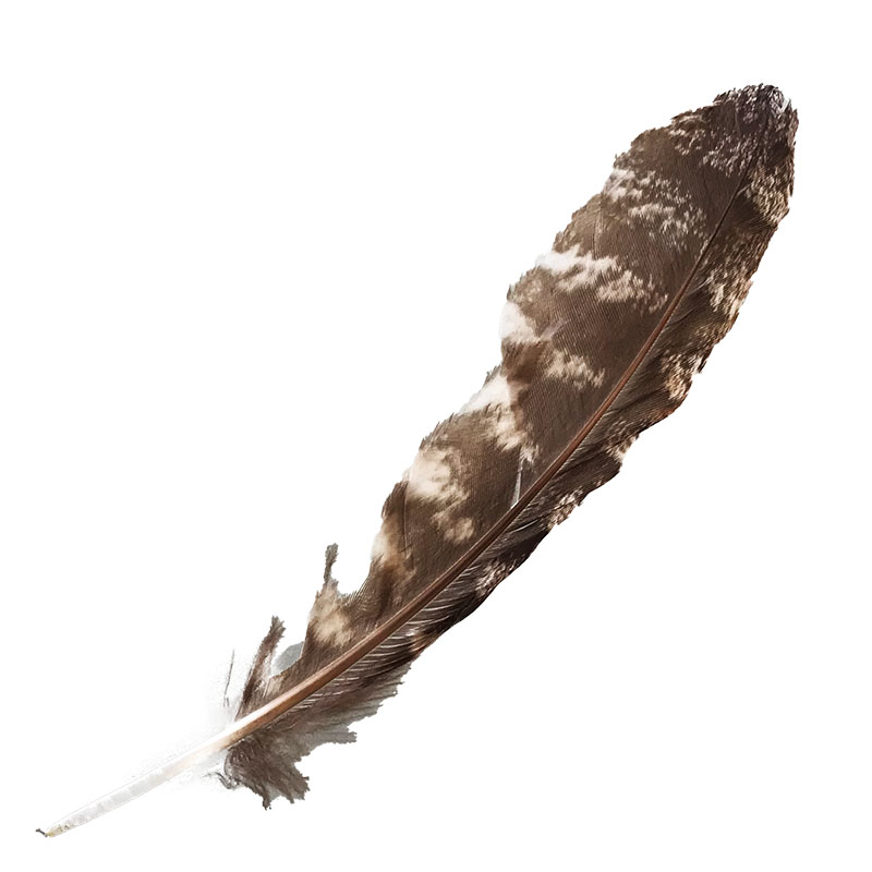 (image for) #316 Tawney Frogmouth Primary Wing Feather