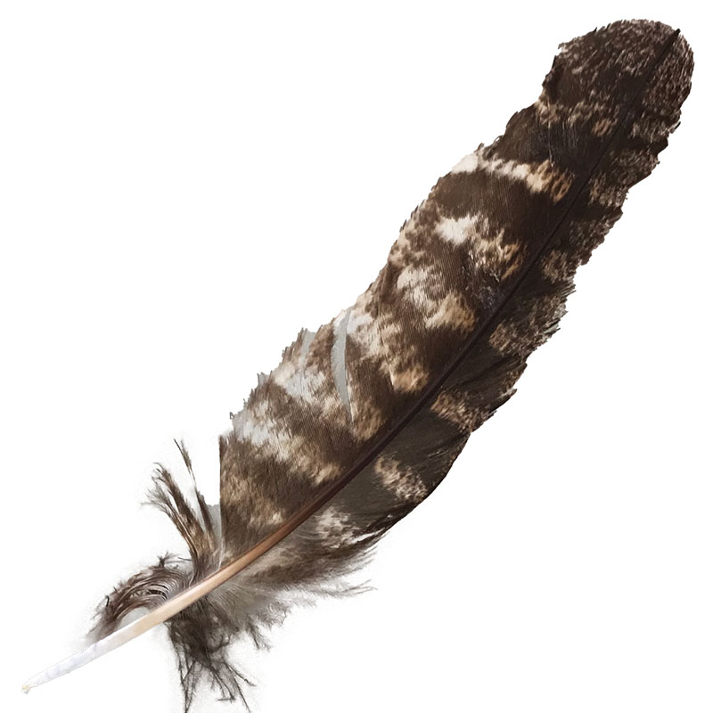 (image for) #317 Tawney Frogmouth Primary Wing Feather