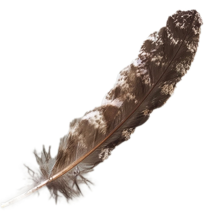 (image for) #321 Tawney Frogmouth Primary Wing Feather