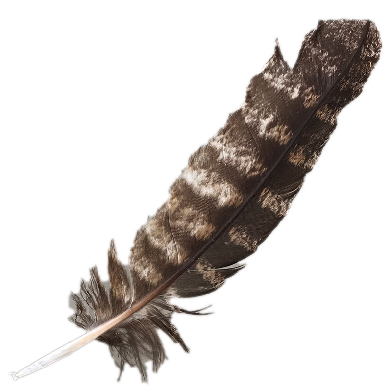 (image for) #325 Tawney Frogmouth Primary Wing Feather