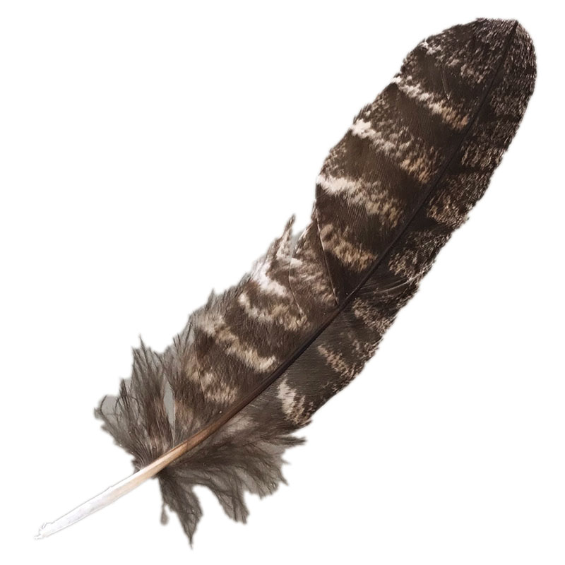 (image for) #327 Tawney Frogmouth Primary Wing Feather