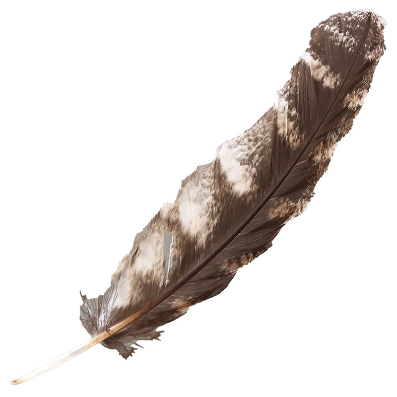 (image for) #330 Tawney Frogmouth Primary Wing Feather