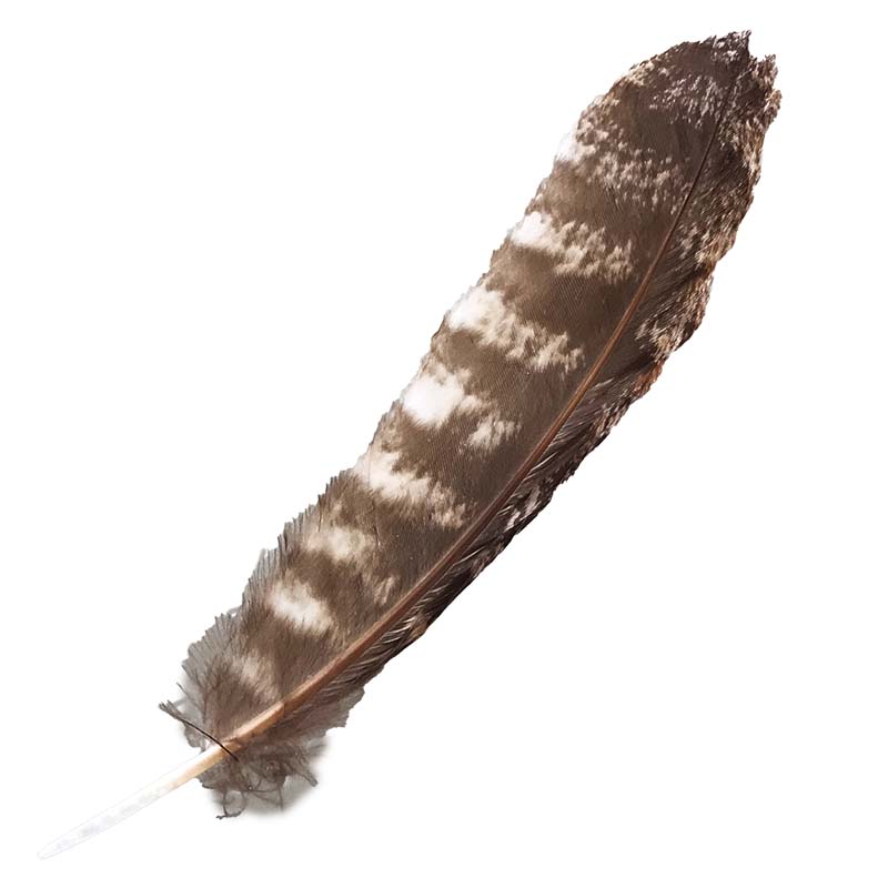 (image for) #332 Tawney Frogmouth Primary Wing Feather